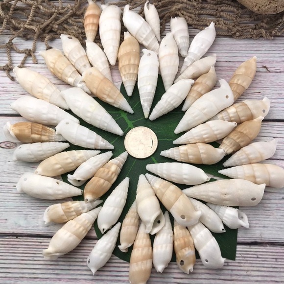 ICICLE SHELLS Cerithium Shells preDrilled HOLES Crafting Jewelry Making DIY Lot - Picture 11 of 13